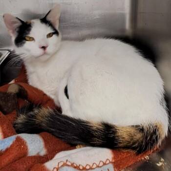 Domestic Short Hair Cats Available for Adoption - Speckle | PetCurious