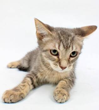 Sharkboy -  Domestic Medium Hair and Domestic Short Hair Cat for Adoption in Morton Grove, Illinois - Sharkboy | PetCurious