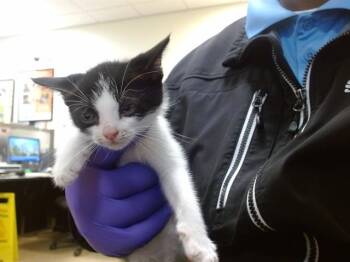 ZIGGY -  Domestic Short Hair Cat for Adoption in Doral, Florida - ZIGGY | PetCurious