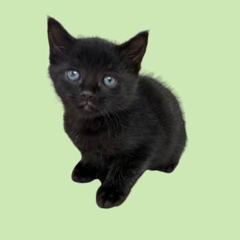 Dexter -  Domestic Short Hair Cat for Adoption in Tuscaloosa, Alabama - Dexter | PetCurious