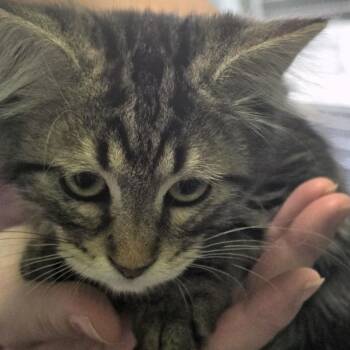 Mateo -  Domestic Long Hair Cat for Adoption in Lenexa, Kansas - Mateo | PetCurious