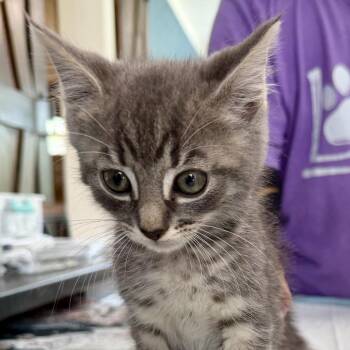 Nuggy Lansberry -  Domestic Short Hair Cat for Adoption in Woodstock, Virginia - Nuggy Lansberry | PetCurious