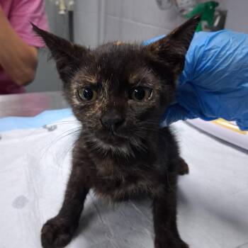 D.J. -  Domestic Short Hair Cat for Adoption in Summerville, South Carolina - D.J. | PetCurious
