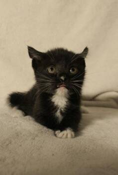 Natasha Romanoff -  Domestic Short Hair Cat for Adoption in Sacramento, California - Natasha Romanoff | PetCurious