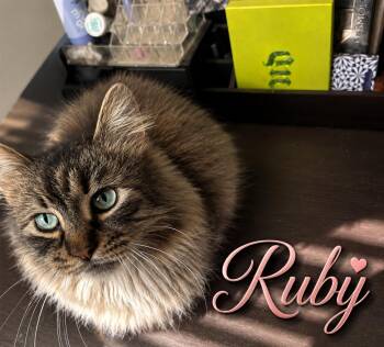 Ruby (DLH) and Sapphire (FCID# 05/08/2025-18,21) -  Tabby and Domestic Long Hair Cat for Adoption in Greenville, Delaware - Ruby (DLH) And Sapphire (FCID# 05/08/2025-18,21) | PetCurious