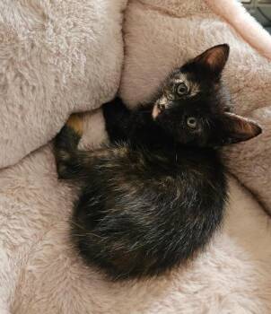 Ember -  Domestic Medium Hair Cat for Adoption in Lancaster, California - Ember | PetCurious