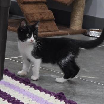 Caddie -  Domestic Short Hair Cat for Adoption in Fairmont, West Virginia - Caddie | PetCurious