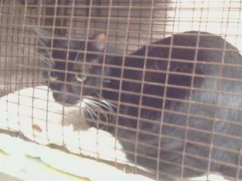 RUBY -  Domestic Short Hair Cat for Adoption in Sacramento, California - RUBY | PetCurious