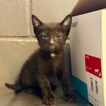 Domestic Short Hair Cats Available for Adoption in Tuscaloosa, Alabama - TUSC-Stray-84514 | PetCurious
