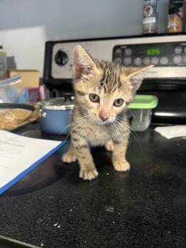 Fresca -  Domestic Short Hair Cat for Adoption in Wilmington, North Carolina - Fresca | PetCurious
