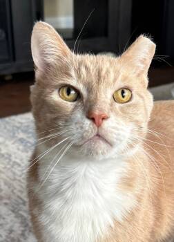 Tabby Cats Available for Adoption - Henderson Is Happy Happy Happy! SENIOR TO SENIOR ELIGIBLE! Video | PetCurious