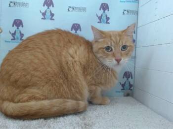 Rescue Domestic Short Hair and Russian Blue Cats for Adoption in Orlando, Florida - WHISKEY | PetCurious