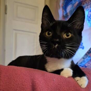 Patrick Pie -  Domestic Short Hair Cat for Adoption in Bentonville, Arkansas - Patrick Pie | PetCurious