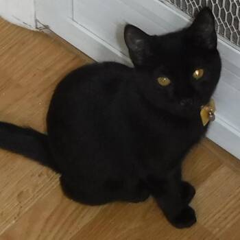 Shannon - Fun and Social -  Bombay Cat for Adoption in Hoquiam, Washington - Shannon - Fun And Social | PetCurious
