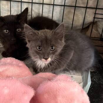 Bonnie -  Domestic Long Hair Cat for Adoption in Long Beach, California - Bonnie | PetCurious