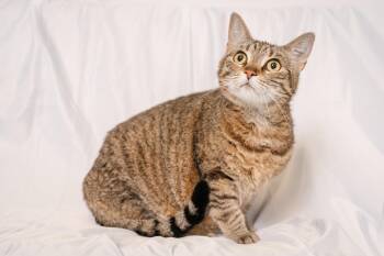 Winnie -  Domestic Short Hair Cat for Adoption in Ashland, Virginia - Winnie | PetCurious
