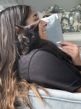 Rescue Domestic Short Hair Cats for Adoption in Reston, Virginia - Two Bit | PetCurious