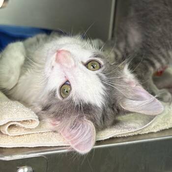 Sonny -  Domestic Long Hair Cat for Adoption in Asheville, North Carolina - Sonny | PetCurious