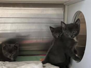 Domestic Short Hair Cats Available for Adoption in Tustin, California - BUG | PetCurious