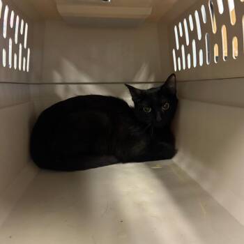 Button -  Domestic Short Hair Cat for Adoption in Columbia, Missouri - Button | PetCurious