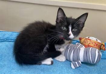 Domestic Short Hair Cats Available for Adoption in Fort Lauderdale, Florida - ERIKA | PetCurious