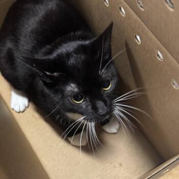 Domestic Short Hair Cats Available for Adoption in Newark, New Jersey - Orio | PetCurious