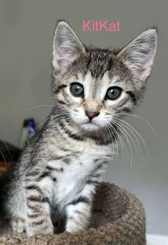 Rescue Tabby and Domestic Short Hair Cats for Adoption in Minneapolis, Minnesota - Kit Kat | PetCurious