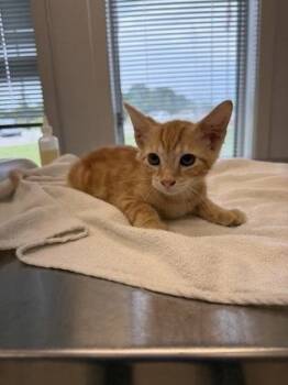 Gandalf -  Domestic Short Hair Cat for Adoption in Lafayette, Indiana - Gandalf | PetCurious