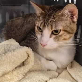 Chloe -  Domestic Short Hair Cat for Adoption in Bentonville, Arkansas - Chloe | PetCurious