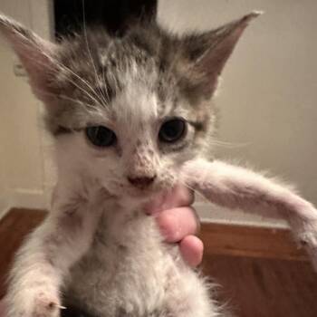 Clover -  Domestic Short Hair Cat for Adoption in Pittsburg, Kansas - Clover | PetCurious