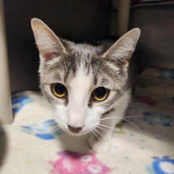 Domestic Short Hair Cats Available for Adoption in Hampton Bays, New York - Jackie | PetCurious