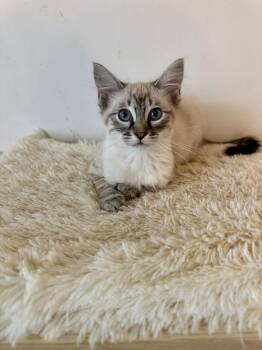 Glitter -  Siamese Cat Available for Adoption in Snyder, Texas - Glitter | PetCurious