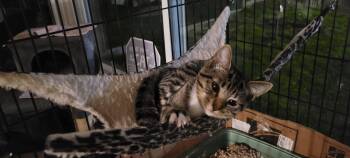 Rescue Tabby Cats for Adoption in Coventry, Connecticut - Tigris | PetCurious