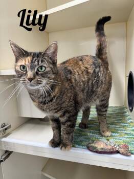 Domestic Short Hair Cats Available for Adoption - Lily | PetCurious