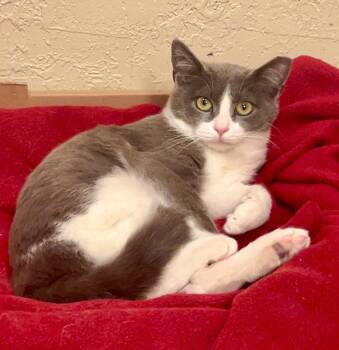 Princess Sour Patch -  Domestic Short Hair Cat for Adoption in Millcreek, Utah - Princess Sour Patch | PetCurious