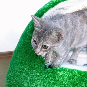 Sunnie -  Domestic Short Hair Cat for Adoption in Long Beach, California - Sunnie | PetCurious