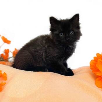 SIENNA -  Domestic Medium Hair Cat for Adoption in Graham, Washington - SIENNA | PetCurious