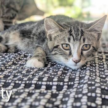 Monty -  Domestic Short Hair Cat for Adoption in Portland, Oregon - Monty | PetCurious