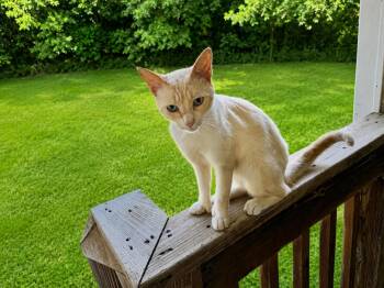 Mitty -  Domestic Short Hair Cat for Adoption in Cleveland, Texas - Mitty | PetCurious