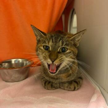 Voxie -  Domestic Short Hair Cat for Adoption in Council Bluffs, Iowa - Voxie | PetCurious