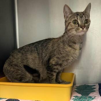 Cruz -  Domestic Short Hair Cat for Adoption in Naperville, Illinois - Cruz | PetCurious
