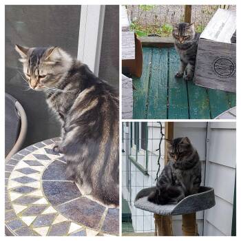 DJ Zest (the real MC) -  Domestic Medium Hair Cat for Adoption in Abbotsford, British Columbia - DJ Zest (the Real MC) | PetCurious
