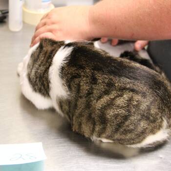 Rescue Domestic Short Hair Cats for Adoption in Bristol, Indiana - Oliver | PetCurious