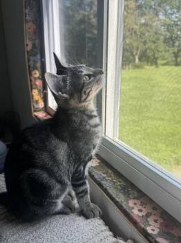 Pizza Hut -  Domestic Short Hair Cat for Adoption in Topeka, Kansas - Pizza Hut | PetCurious