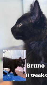 Rescue Domestic Medium Hair Cats for Adoption in Brentwood, California - Bruno | PetCurious