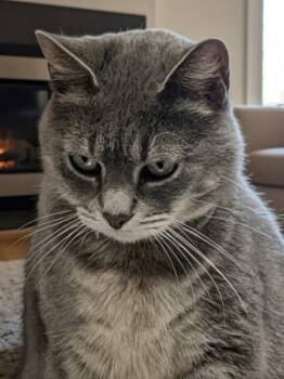 Alpaca -  Domestic Short Hair and Tabby Cat Available for Adoption in Columbus, Minnesota - Alpaca | PetCurious