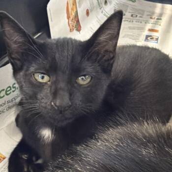 Terra -  Domestic Short Hair Cat for Adoption in Montgomery, Alabama - Terra | PetCurious