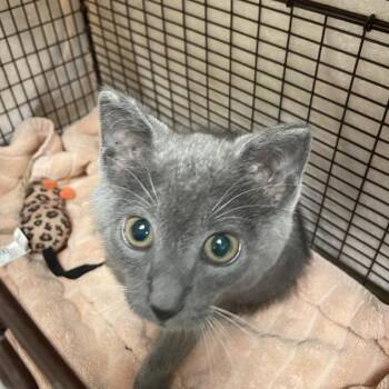 Bagel Bite -  Domestic Short Hair Cat for Adoption in Chicago, Illinois - Bagel Bite | PetCurious