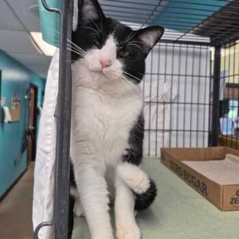 Ghostly Adventure -  Domestic Short Hair Cat for Adoption in Davenport, Iowa - Ghostly Adventure | PetCurious
