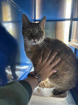 MEL -  Domestic Short Hair Cat for Adoption in Westminster, Maryland - MEL | PetCurious